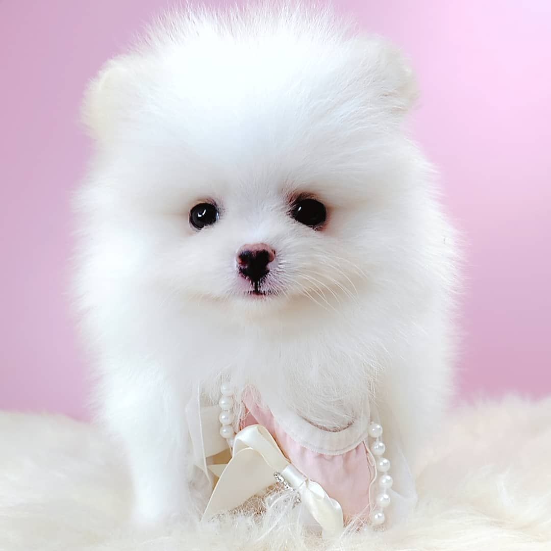 Pomeranian 博美
