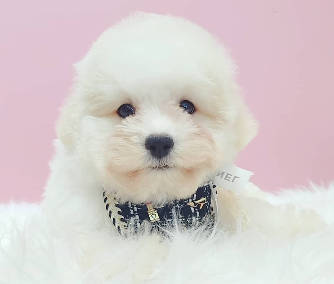 Maltipoo 马尔泰迪