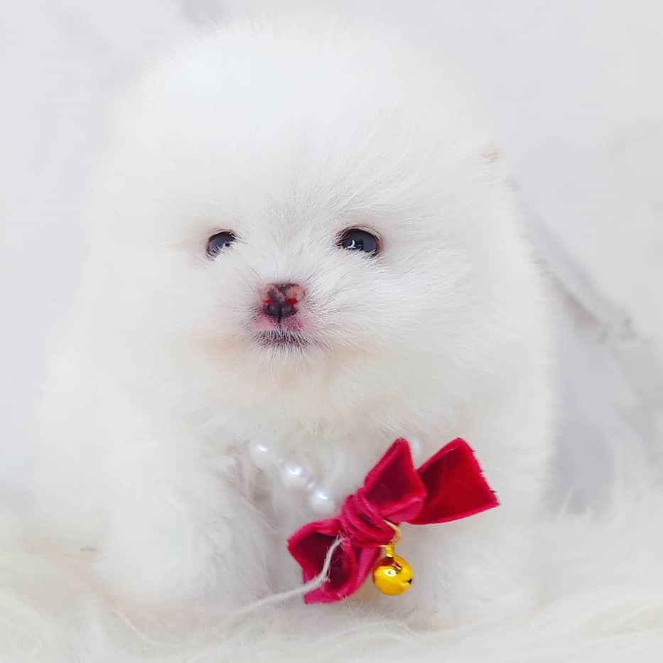 Pomeranian 博美