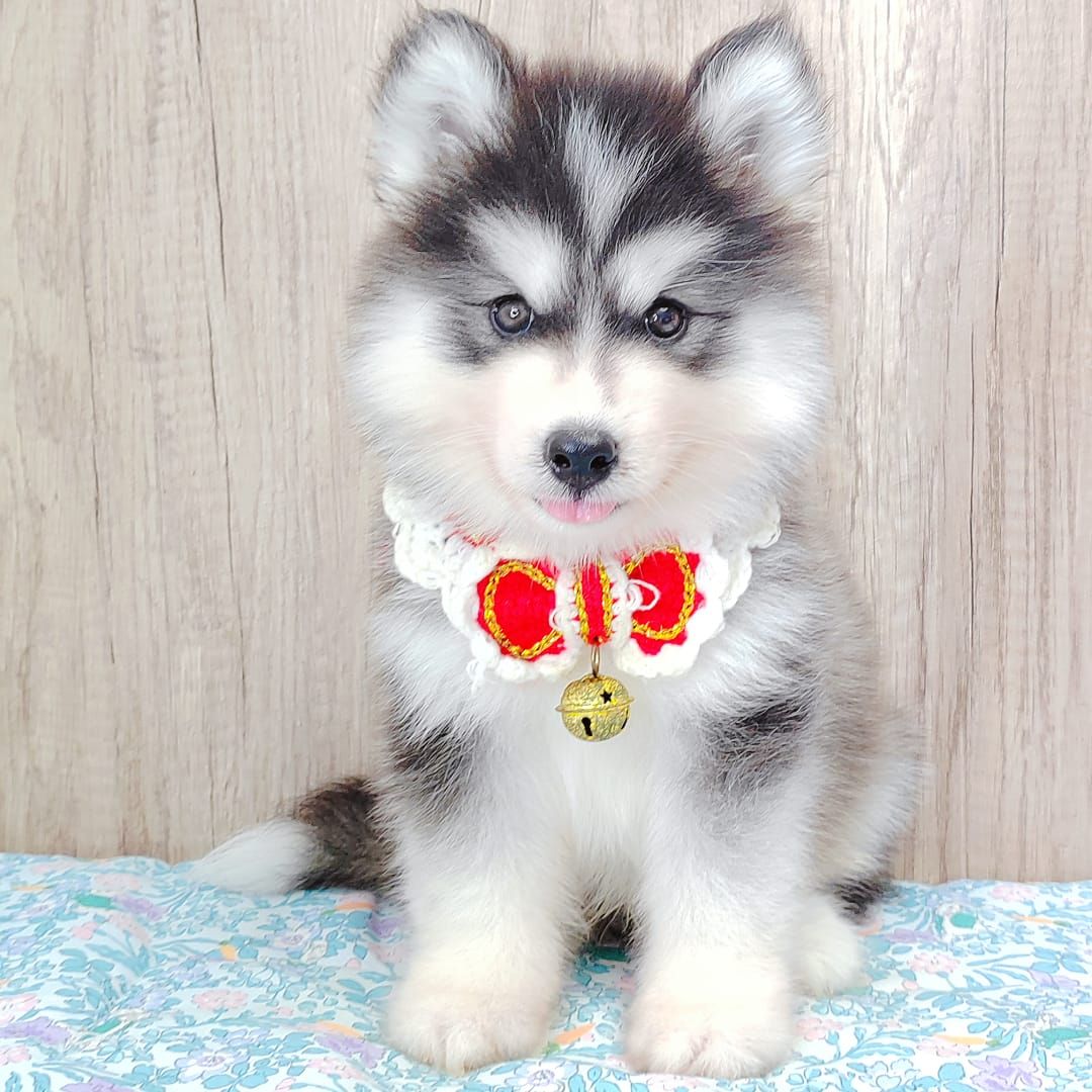 Wooly Husky 哈士奇