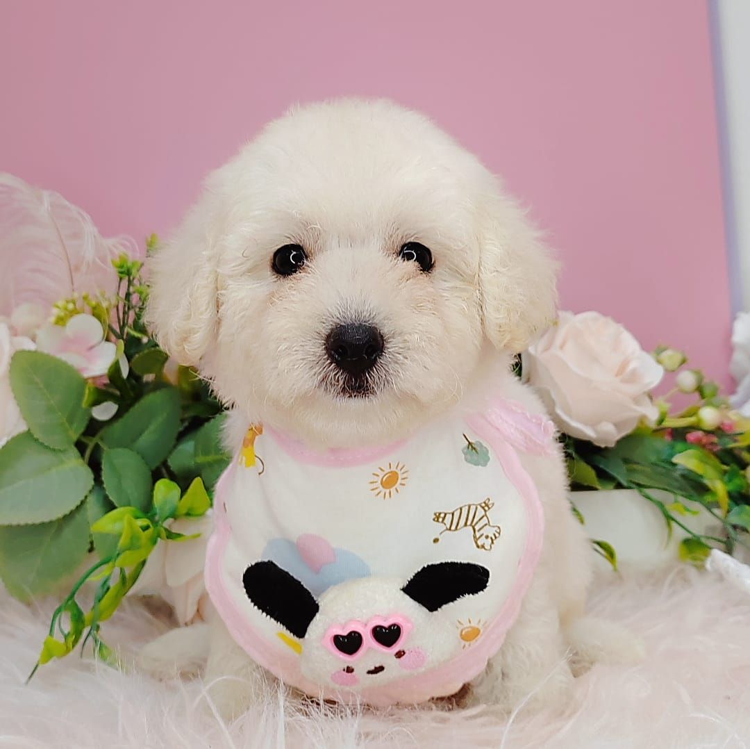 Poodle 娉拌开璐靛