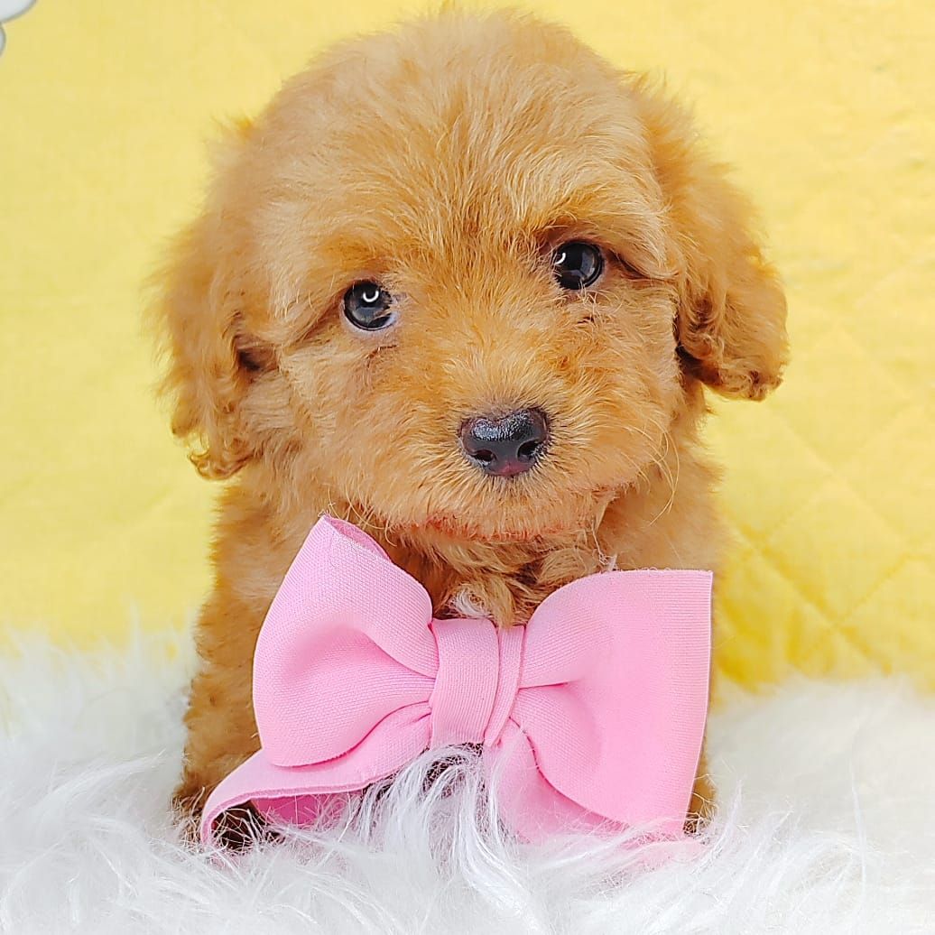 Maltipoo 马尔泰迪