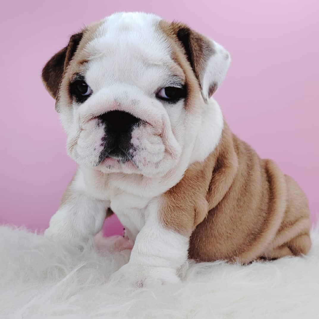 English Bulldog 英国斗牛犬