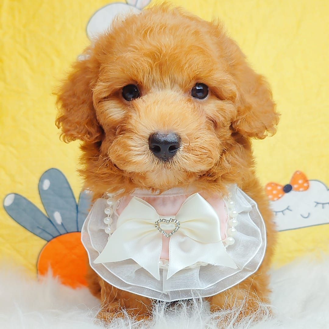 Poodle 娉拌开璐靛