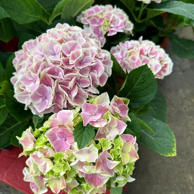 Hydrangea