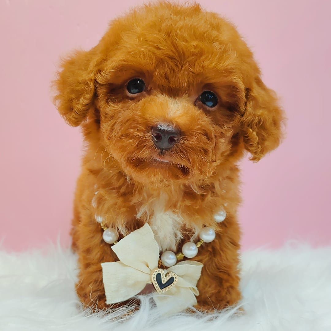 Poodle 娉拌开璐靛