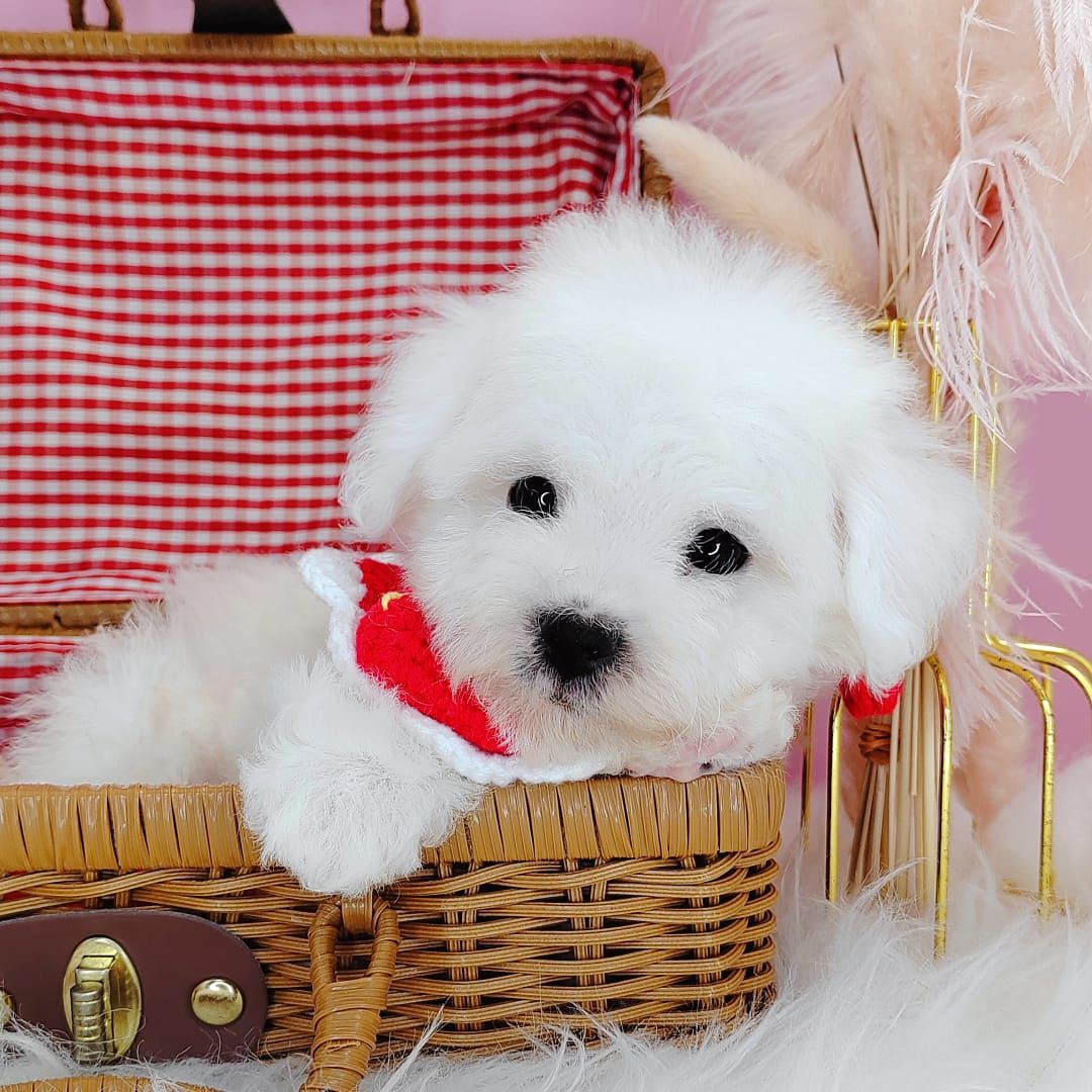 Maltipoo 马尔泰迪