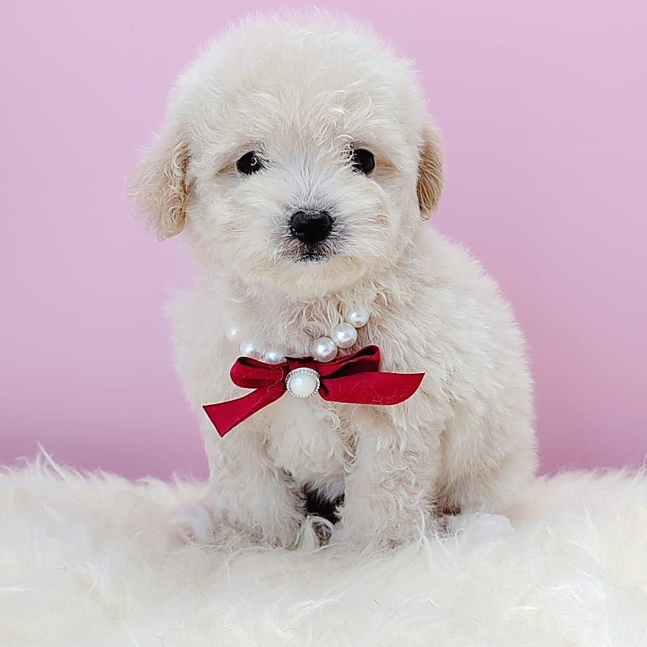 Poodle 娉拌开璐靛