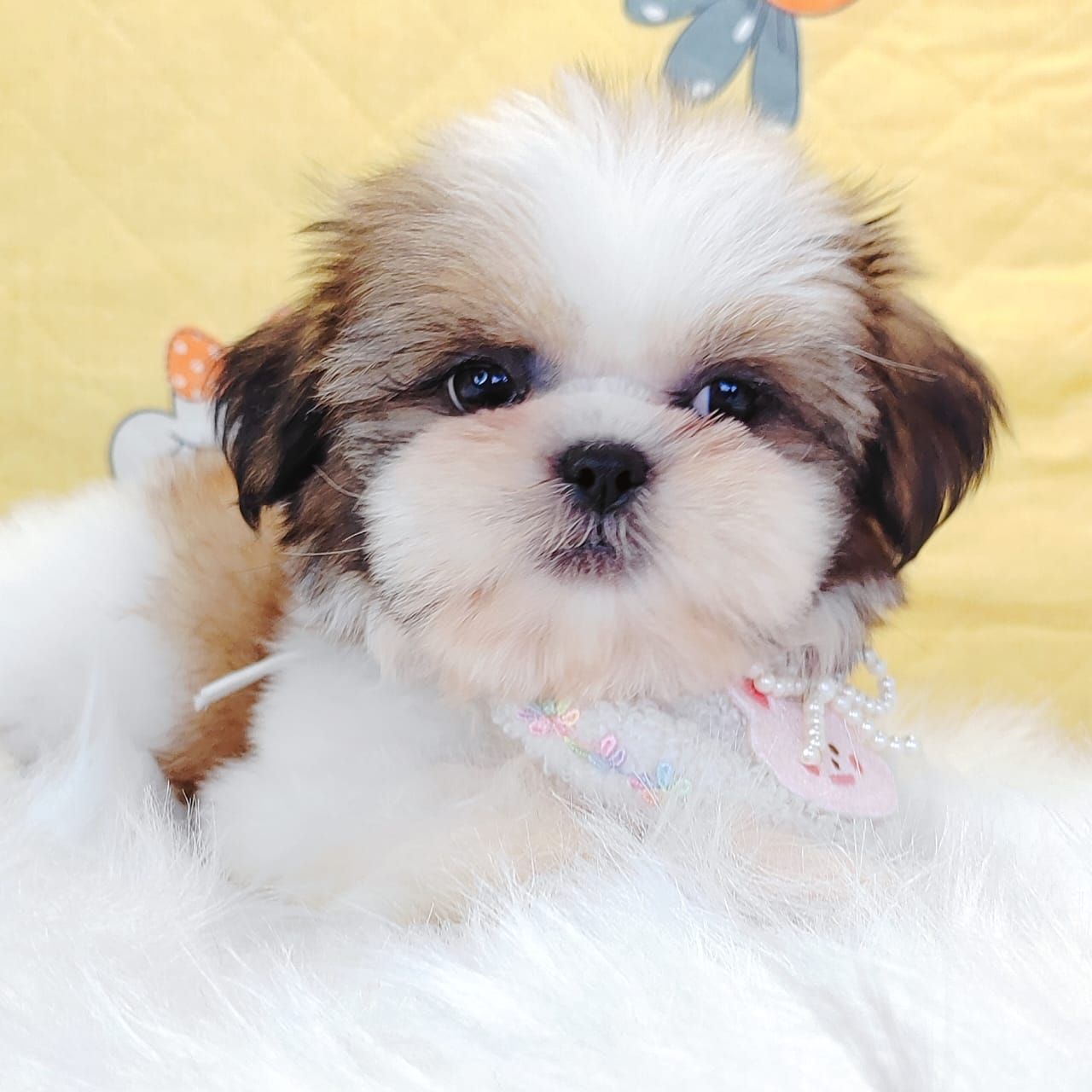 Shih Tzu 西施