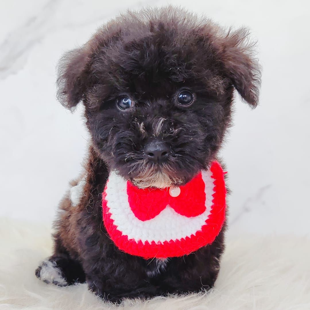 Poodle 娉拌开璐靛