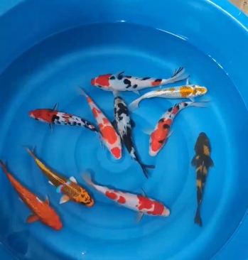 7-8” size  Japan Koi local breed SUPER TOP PREMIUM GRADE 10pcs HARI RAYA COMBO 