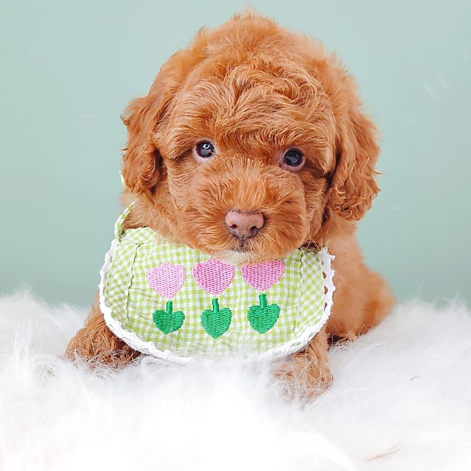 Poodle 娉拌开璐靛