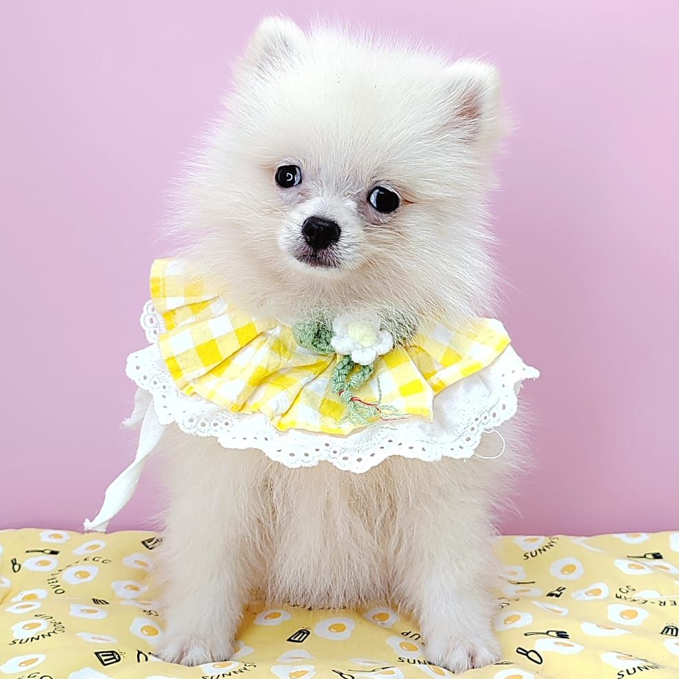 Pomeranian 博美