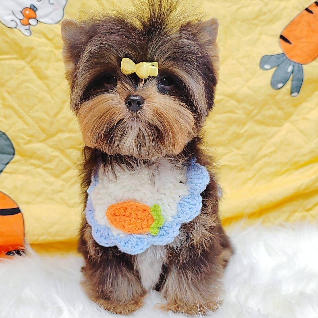 Yorkshire Terrier 约克夏