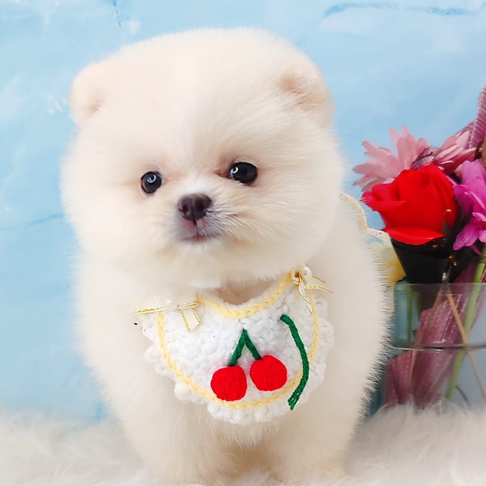 Pomeranian 博美