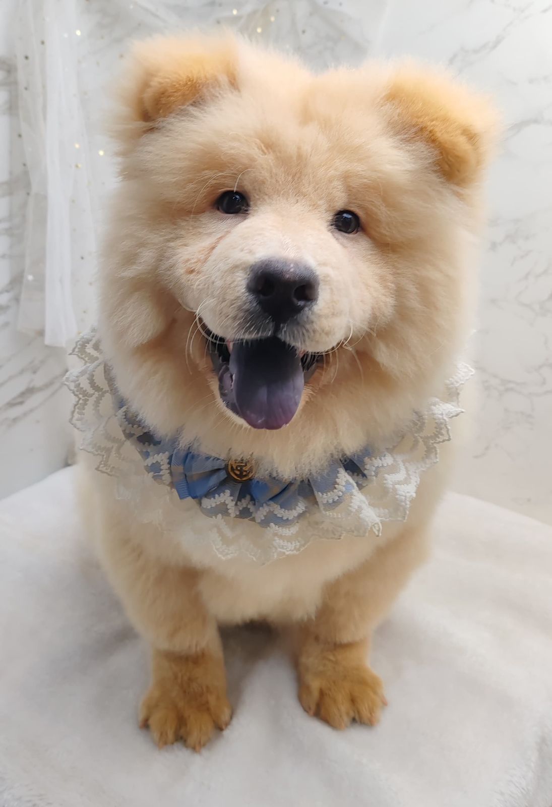 Chow Chow 松狮犬