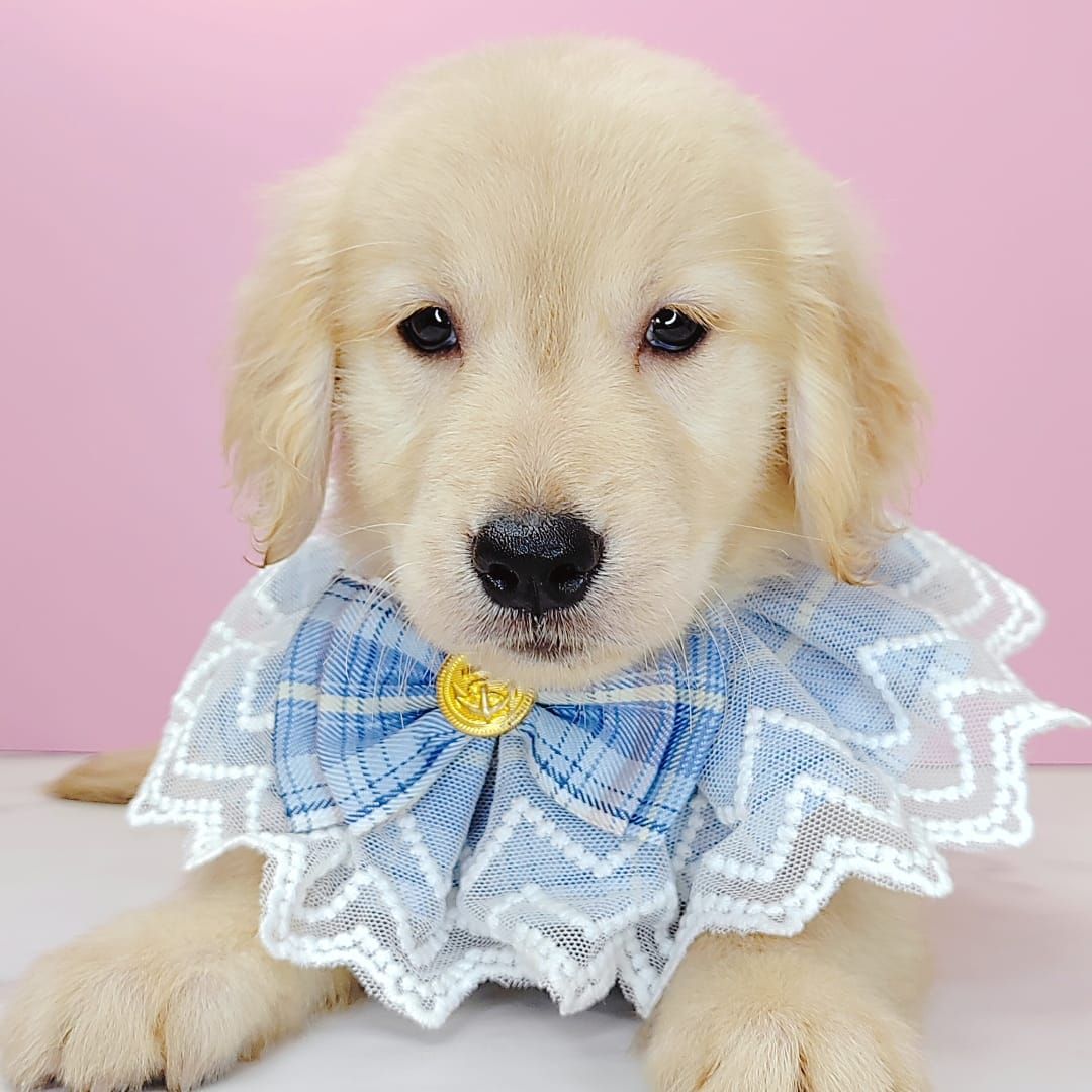 Golden Retriever 黄金猎犬