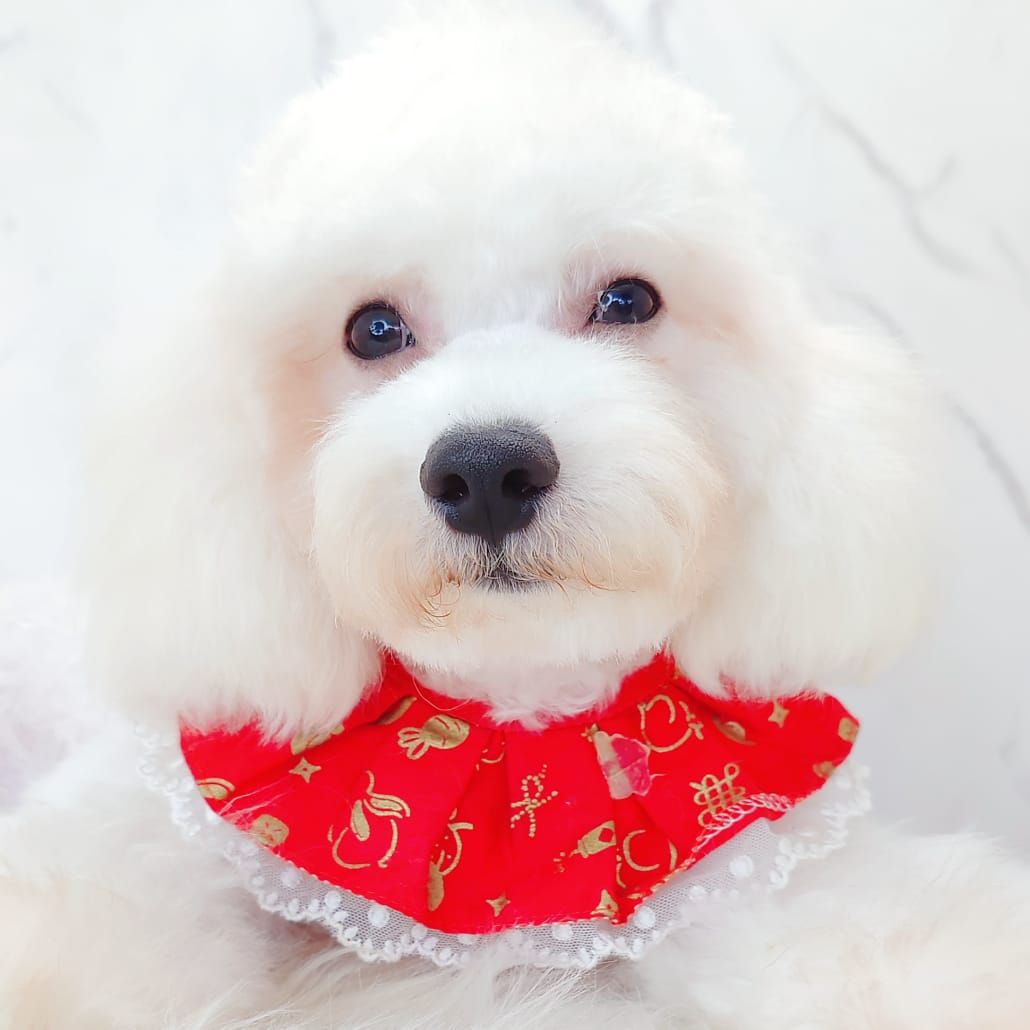 Maltipoo 马尔泰迪
