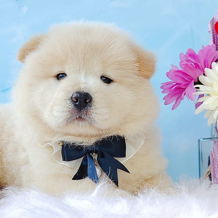 Chow Chow 松狮犬