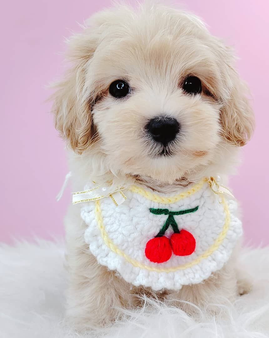 Maltipoo 马尔泰迪