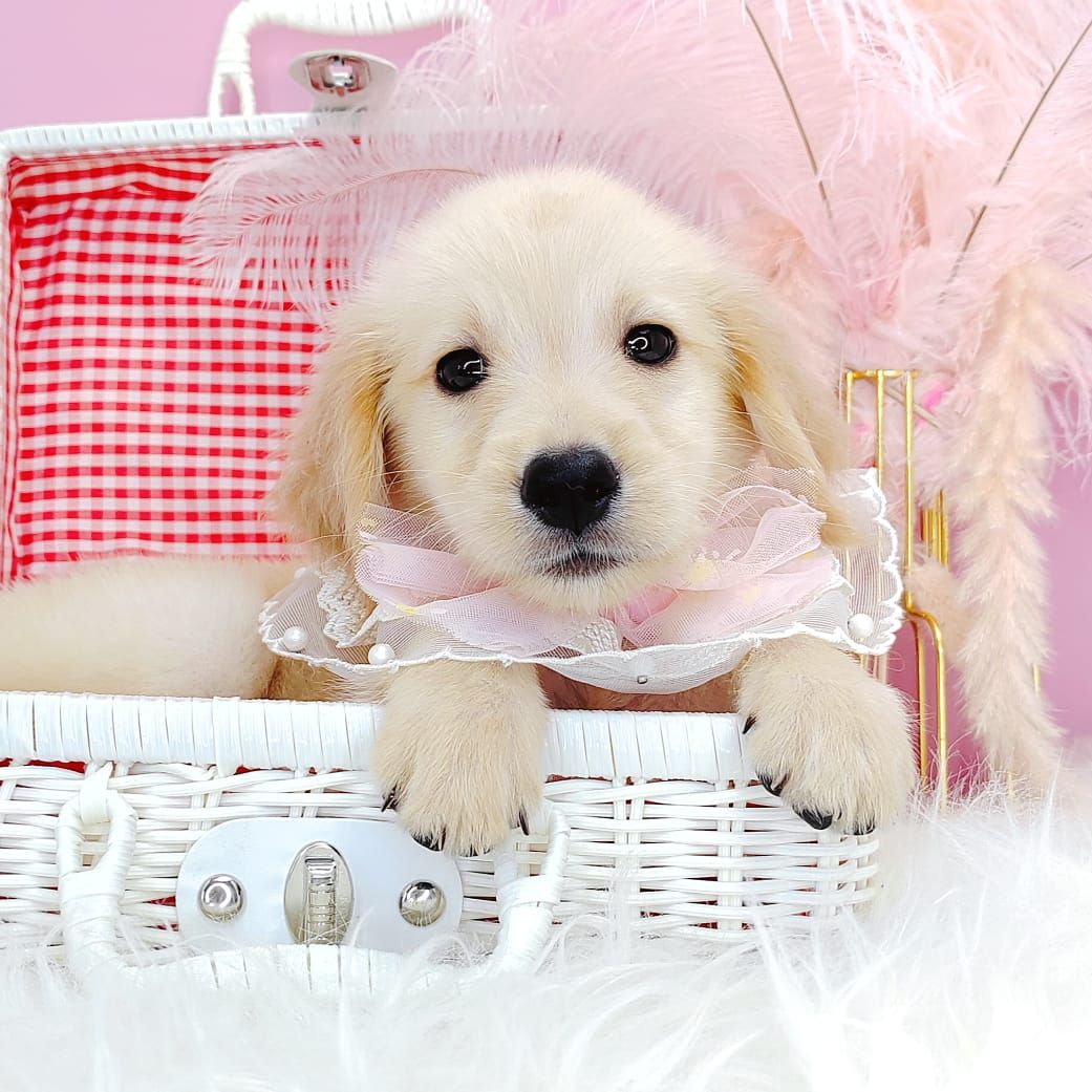 Golden Retriever 黄金猎犬