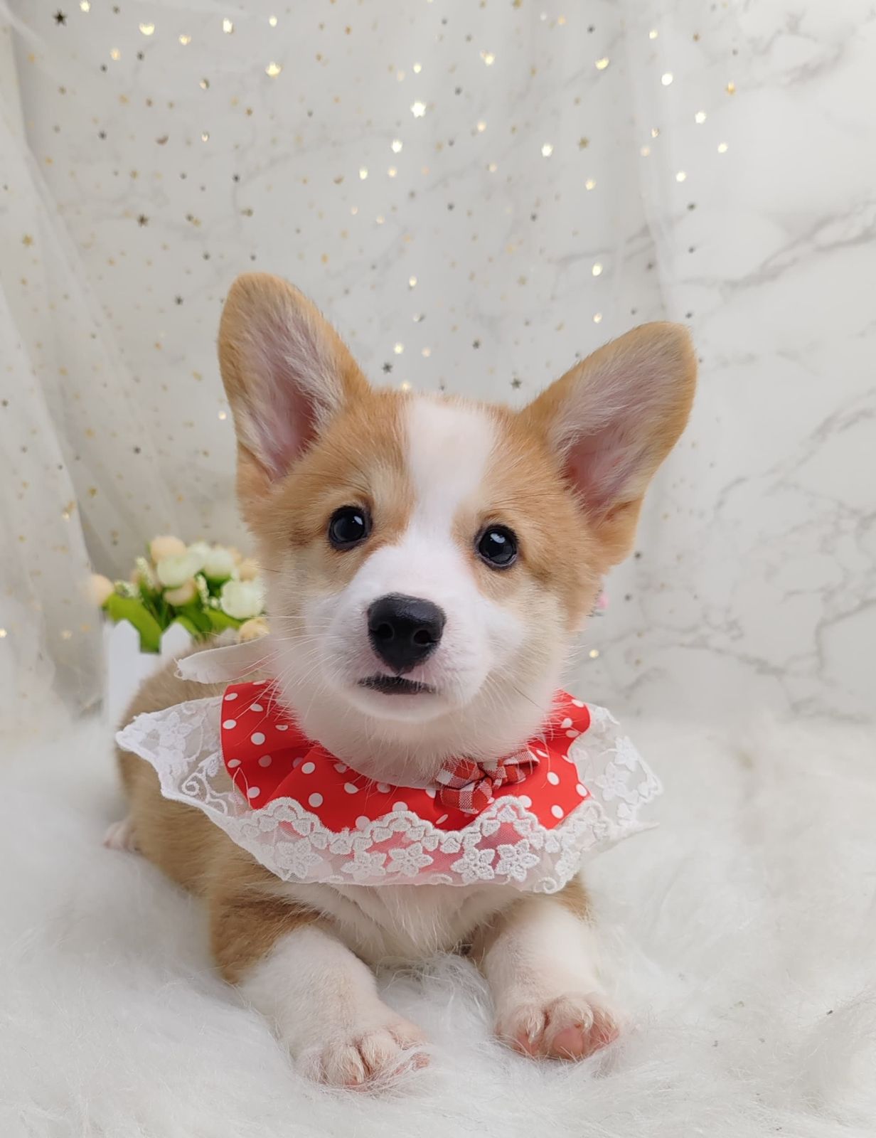 Welsh Corgi 柯基