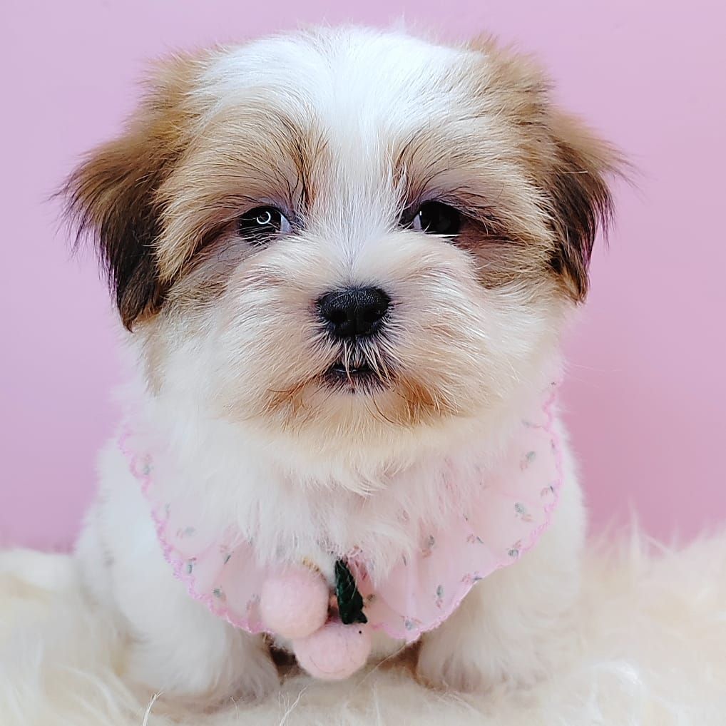 Shih Tzu 西施