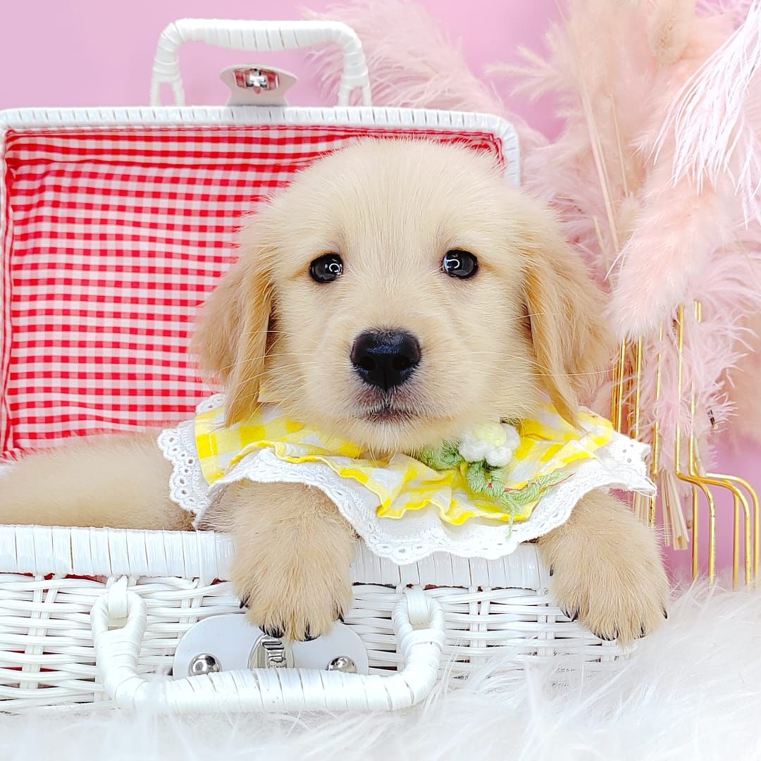 Golden Retriever 黄金猎犬
