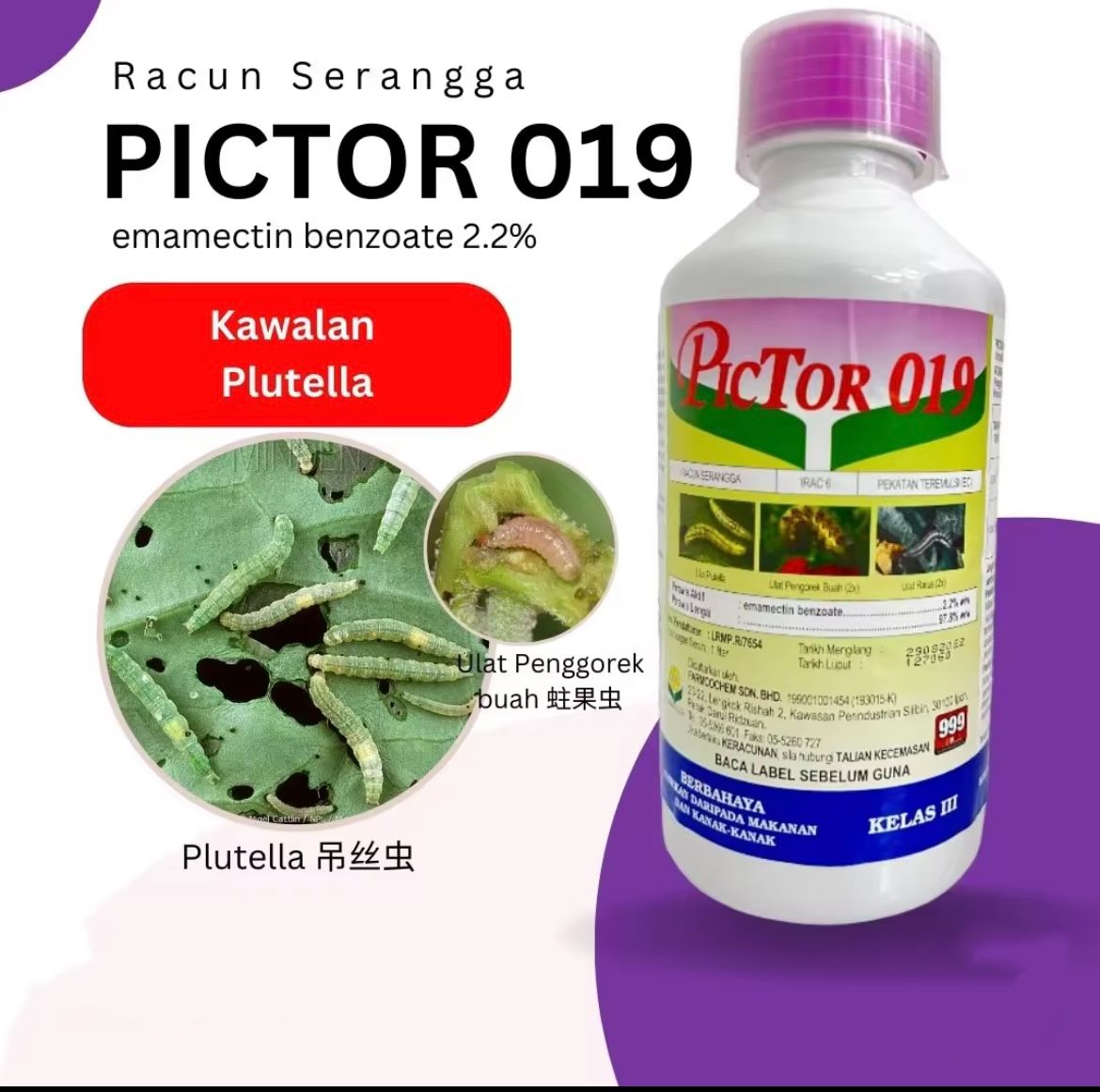 Pictor 019