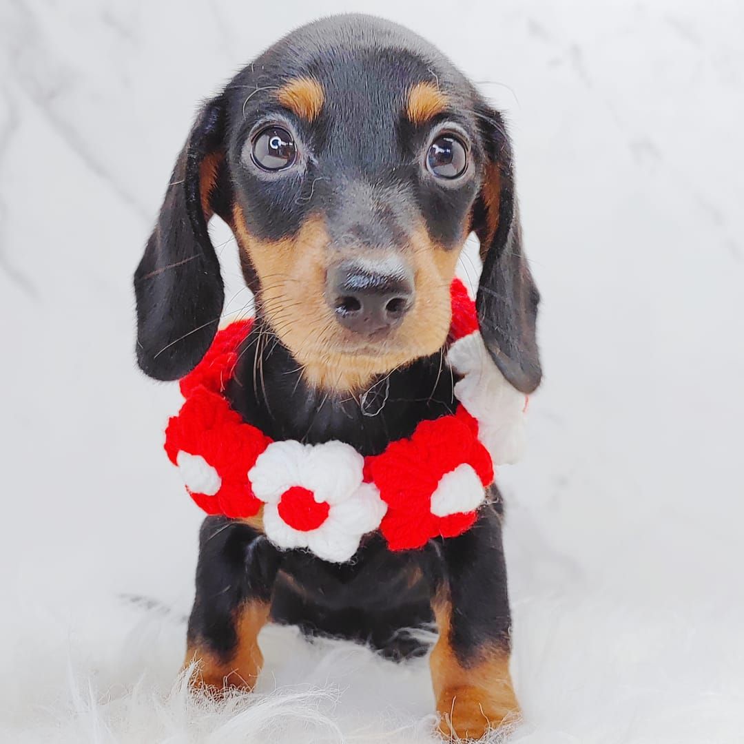 Dachshund 腊肠狗