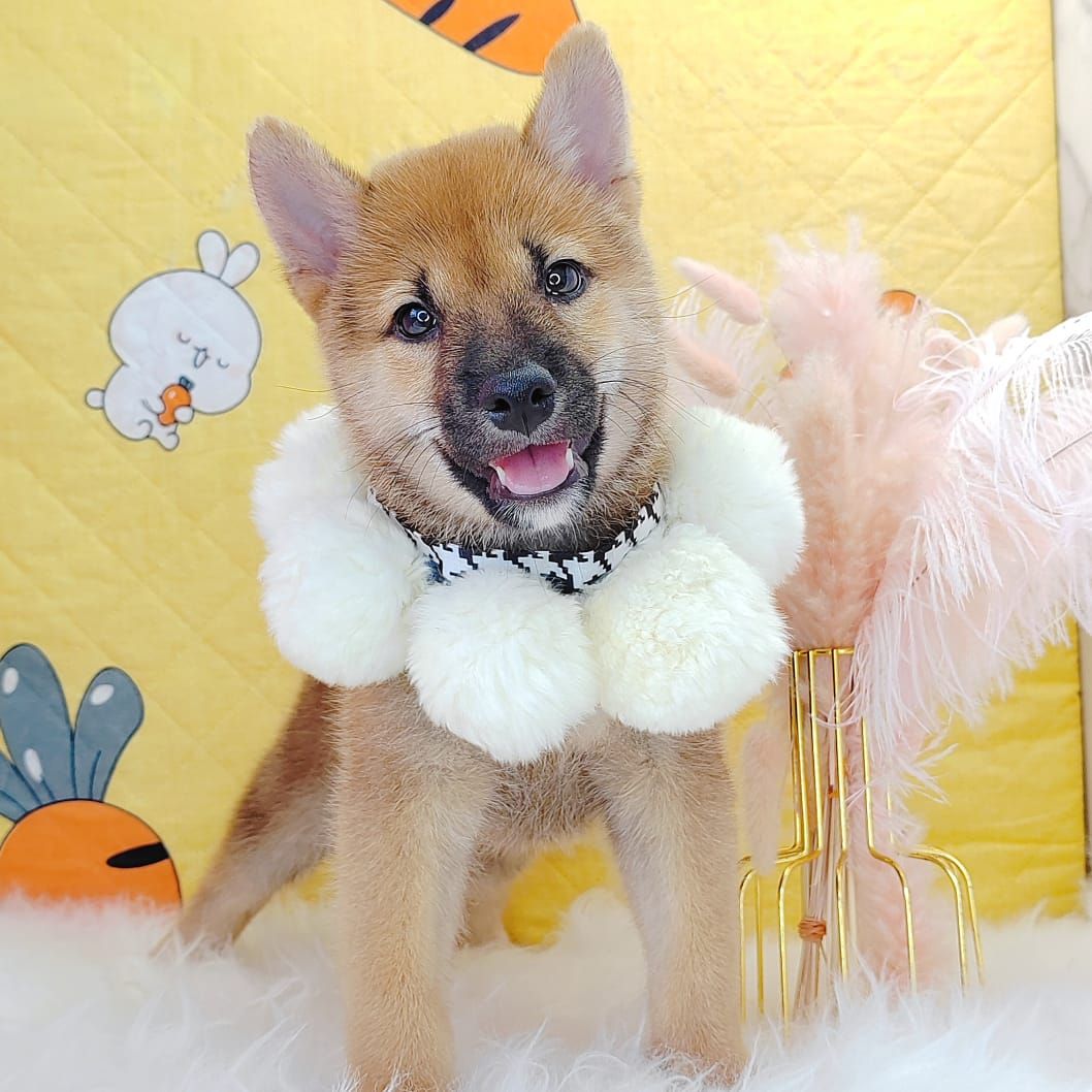 Shiba Inu 柴犬