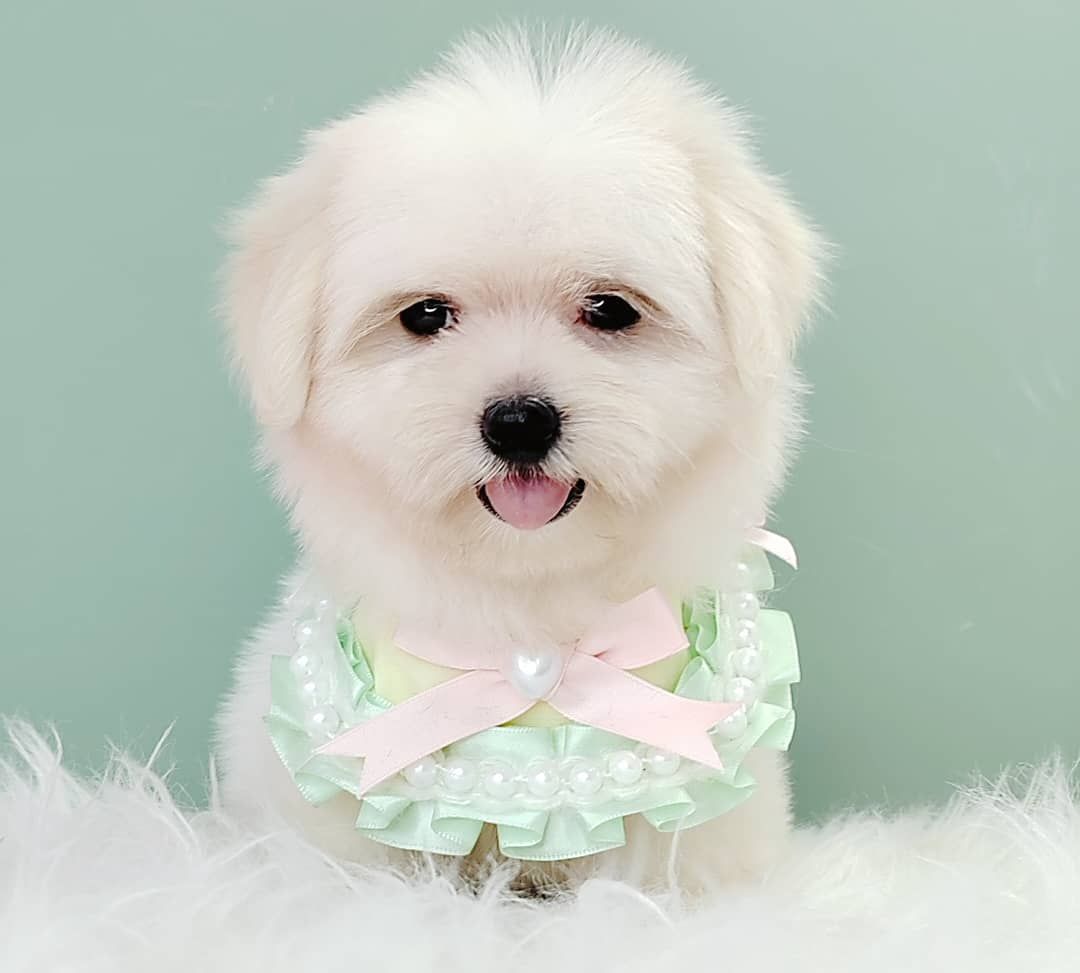 Maltese 马尔济斯