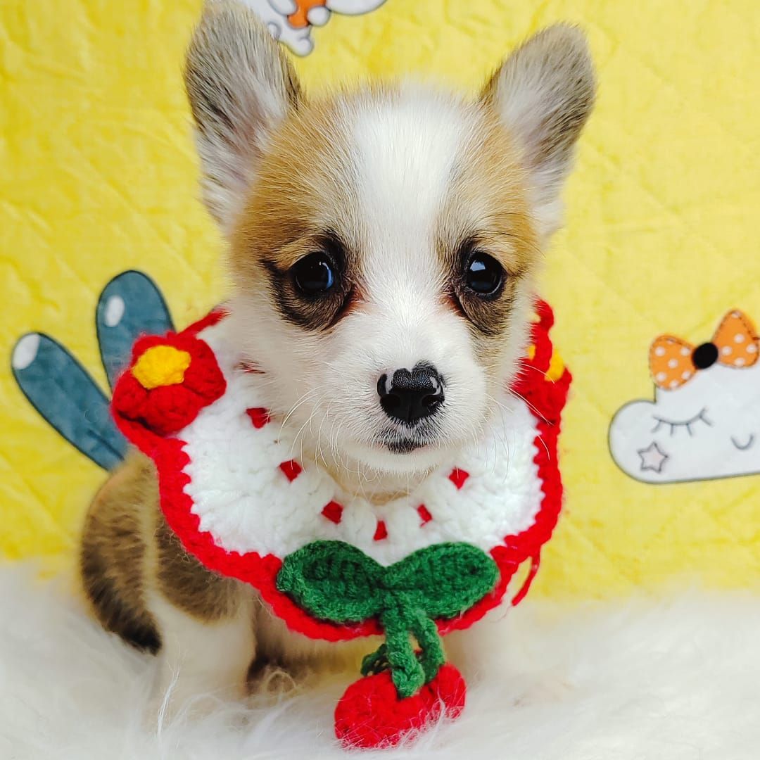 Corgi 柯基