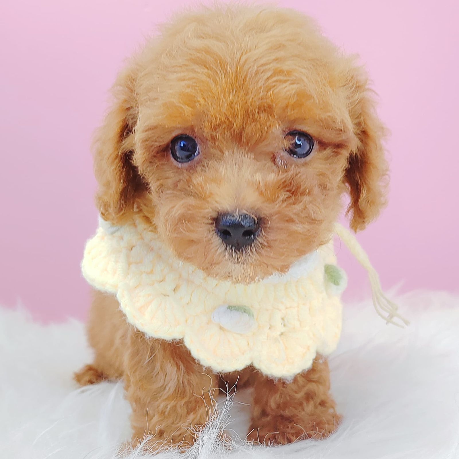 Poodle 璐靛娉拌开