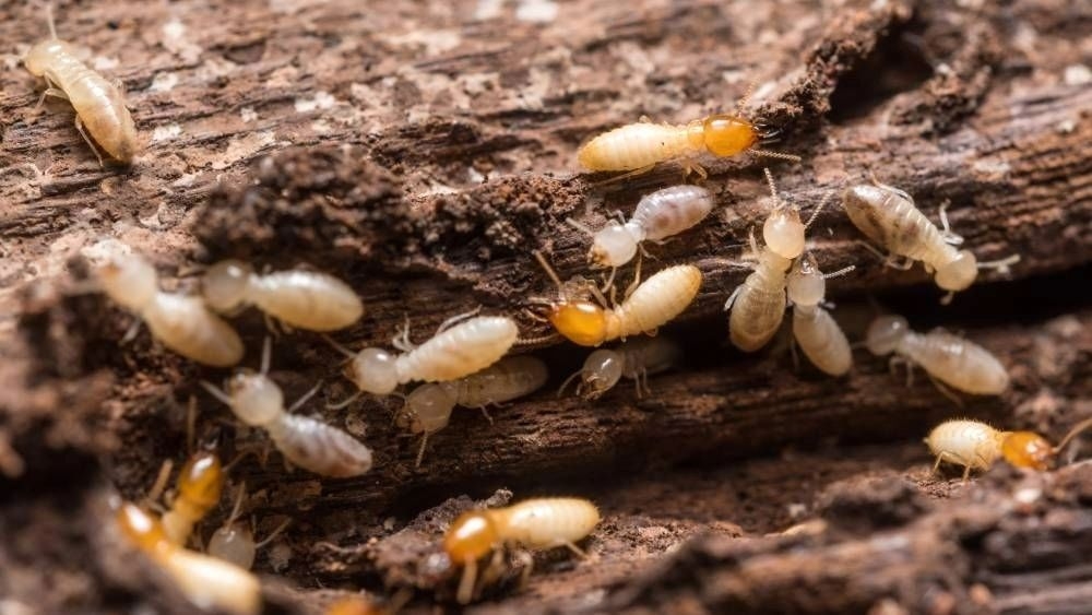 Anti Termite Treatment