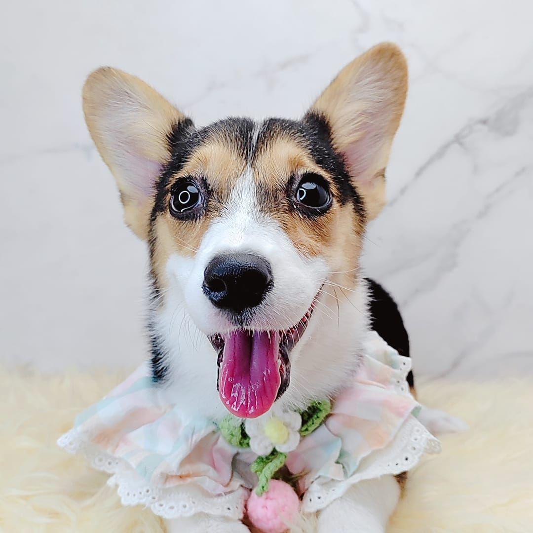 Welsh Corgi 柯基