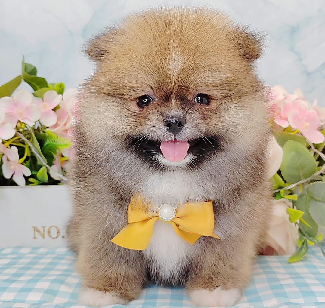 Pomeranian 博美