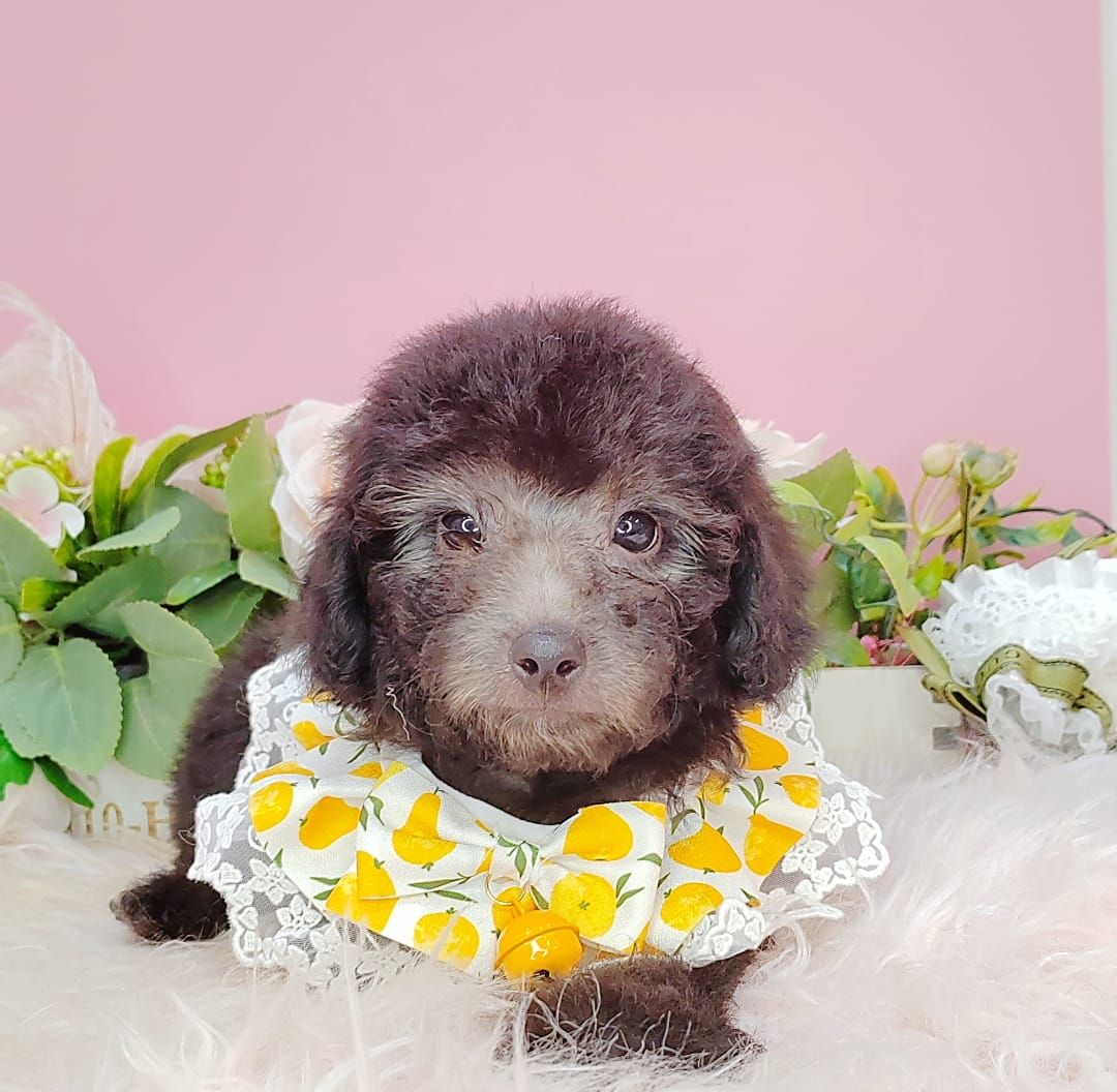 Poodle 娉拌开璐靛