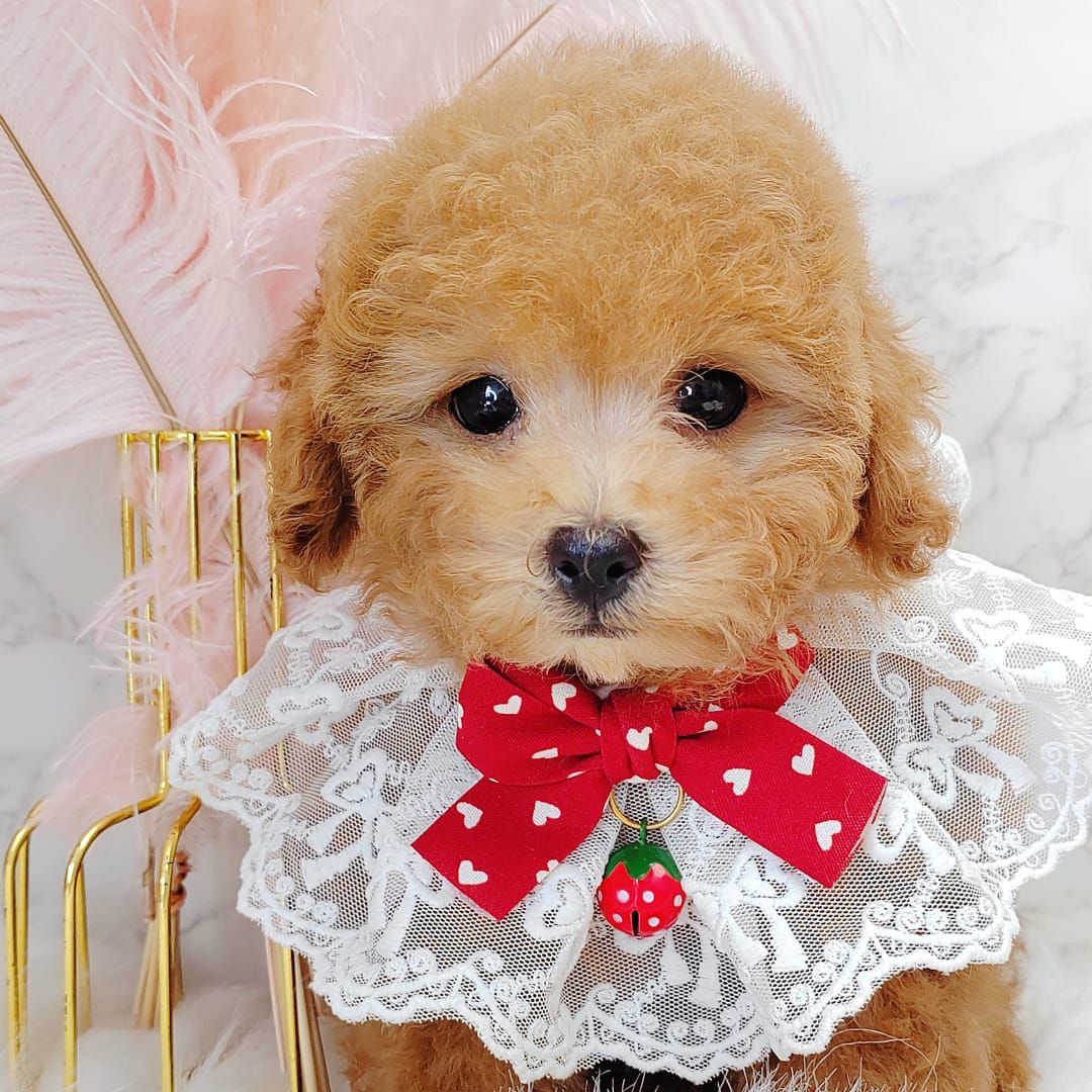Poodle 娉拌开璐靛