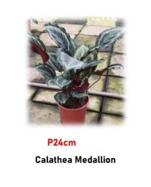 Calathea Medallion for Sale | Large, Patterned Foliage Plant (P24cm)
