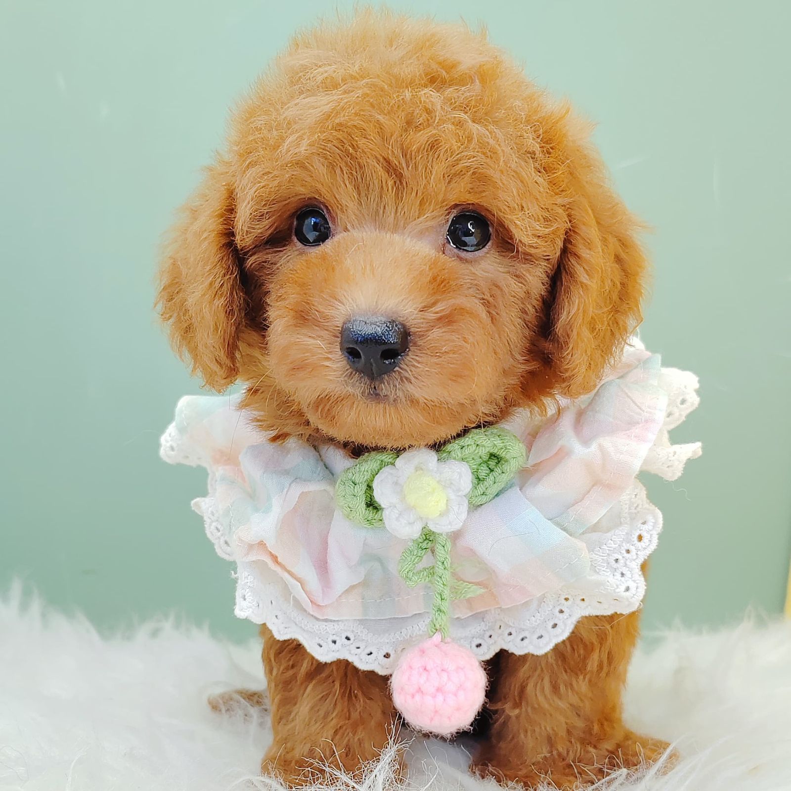 Poodle 璐靛娉拌开