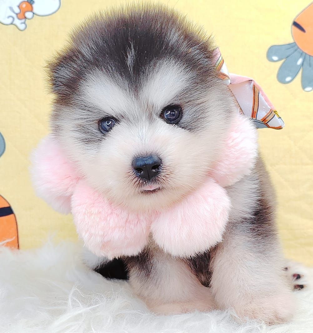 Wooly Husky 哈士奇