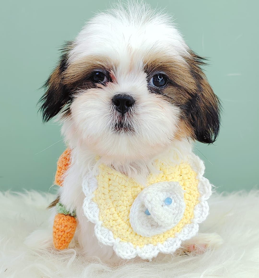 Shih Tzu 西施