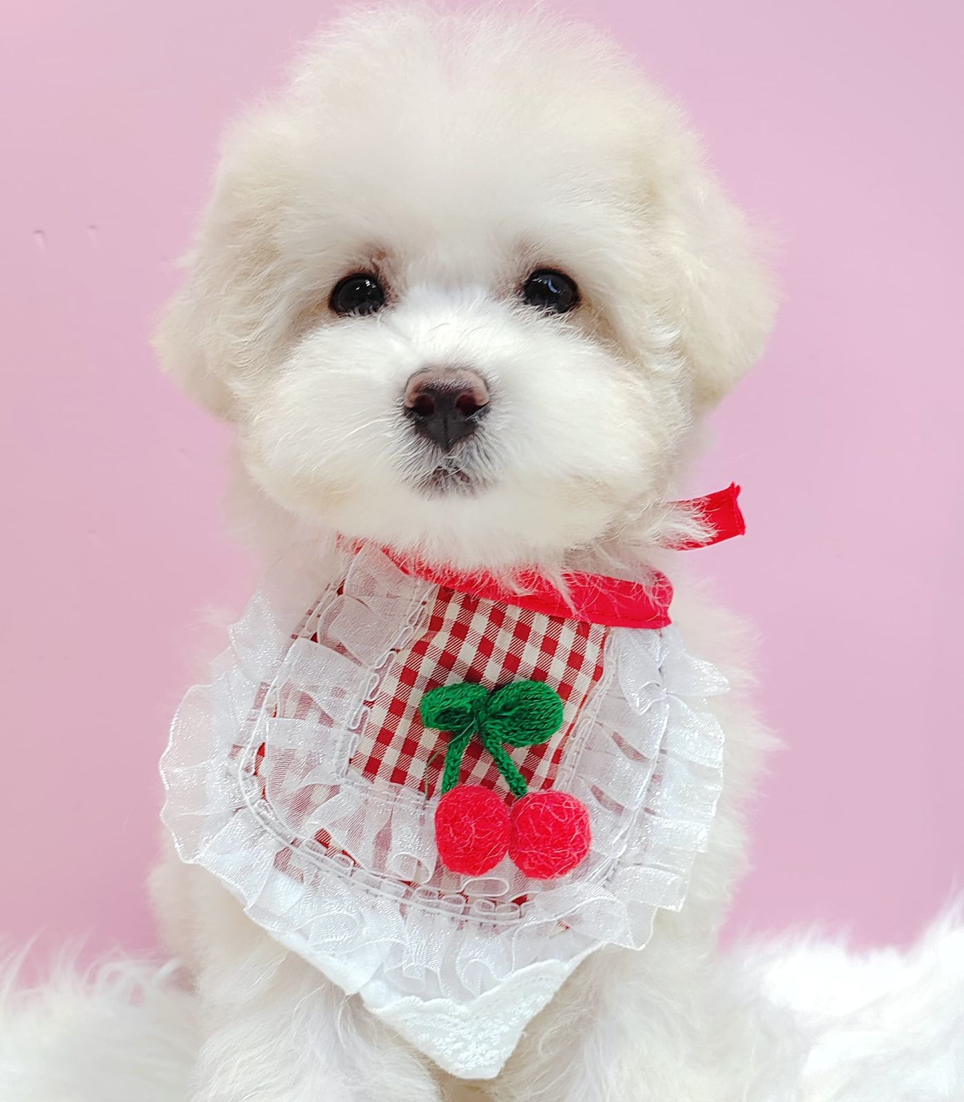 Maltipoo 马尔泰迪