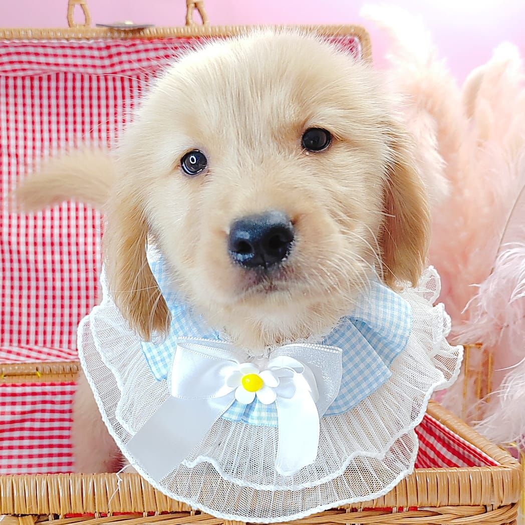 Golden Retriever 黄金猎犬