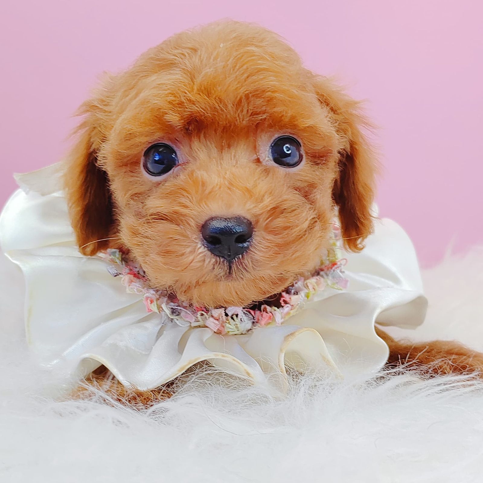 Poodle 璐靛娉拌开