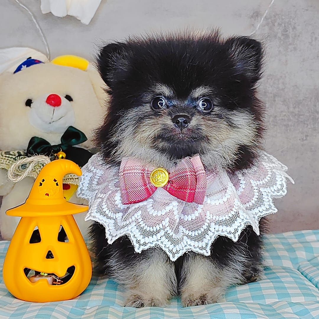 Pomeranian 博美