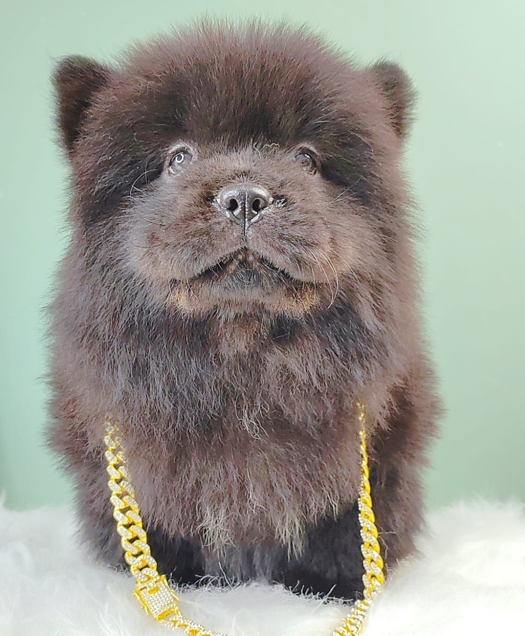 Chow Chow 松狮犬