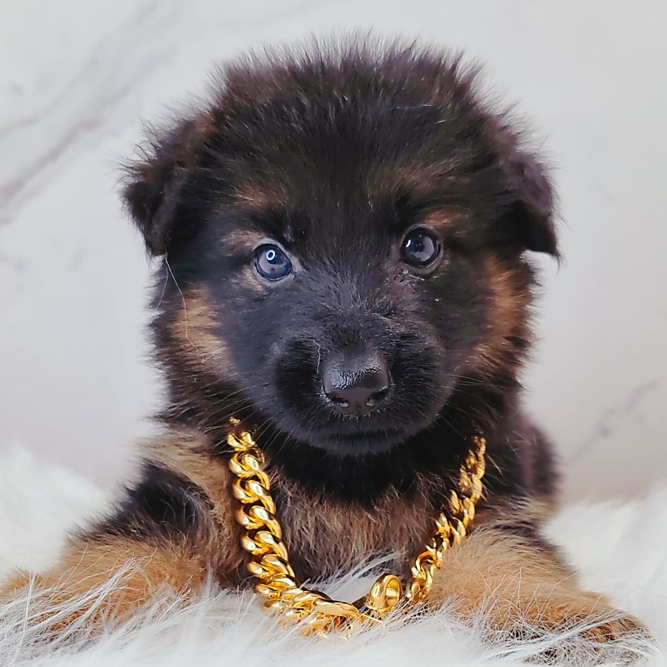 German Shepherd 德国牧羊犬