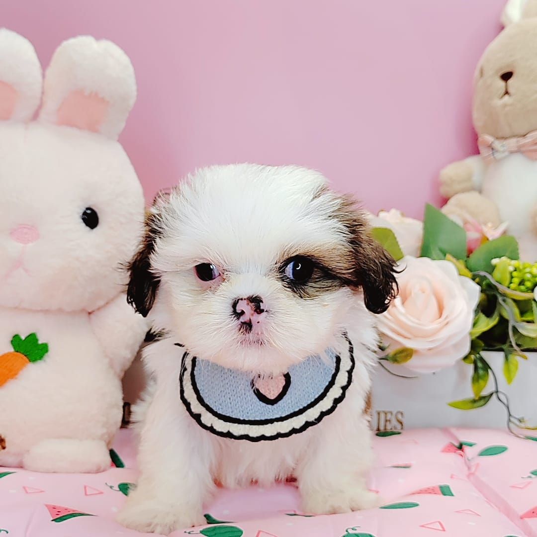 Shih Tzu 西施